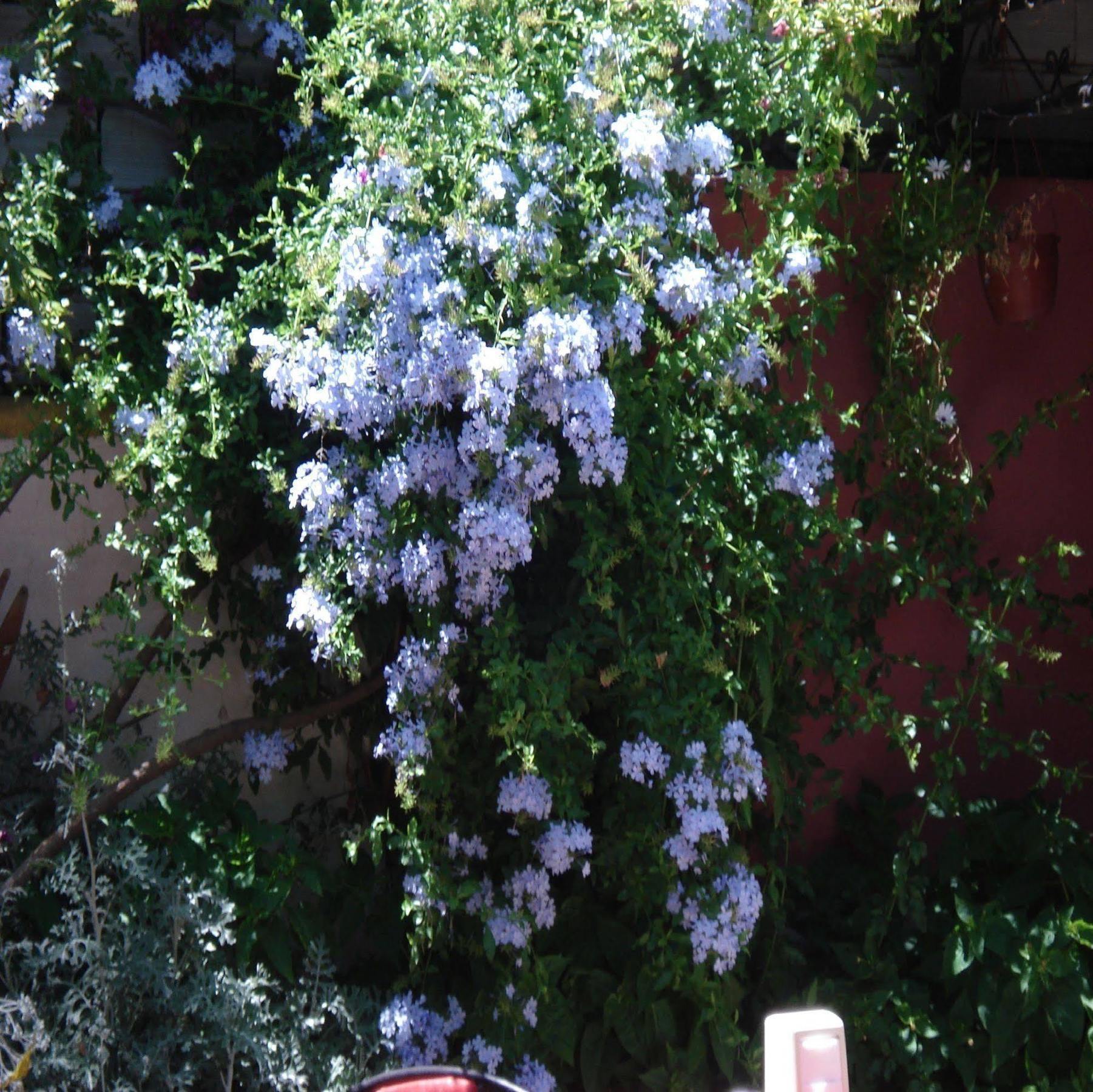 Sezgin Hotel Kusadası Exteriér fotografie